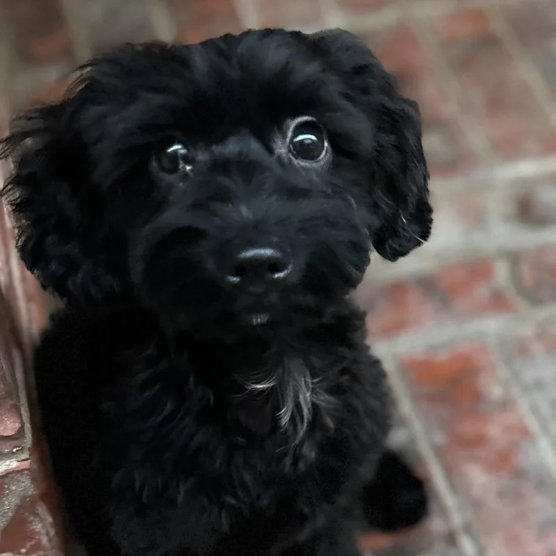 Cameron Clyde thumbnail 3