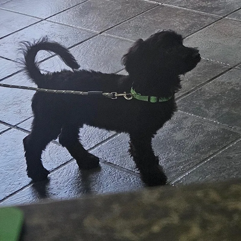 Cameron Clyde thumbnail 4