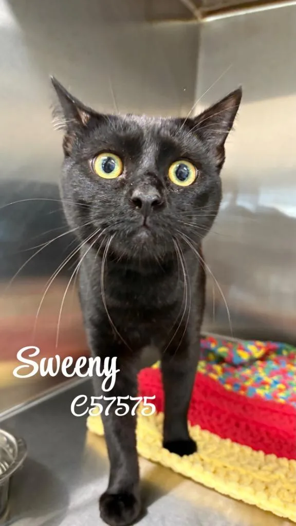 A young medium-sized male Domestic Long Hair cat named Sweeny for adoption in Clarksville, TN