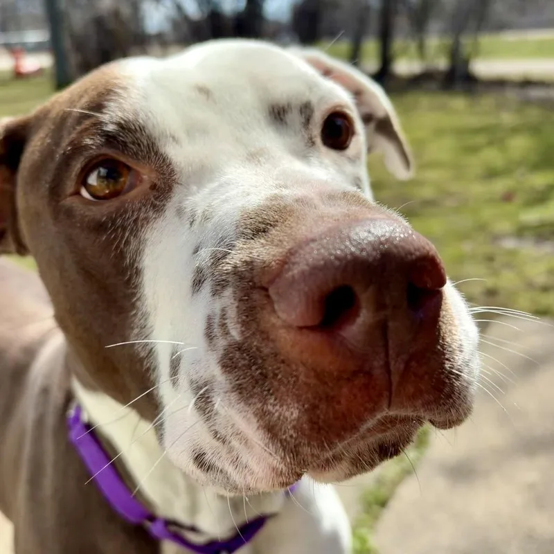 Harley Quinn thumbnail 2