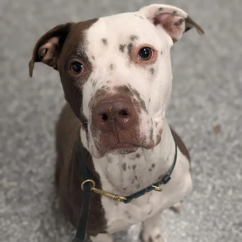 Harley Quinn thumbnail 3