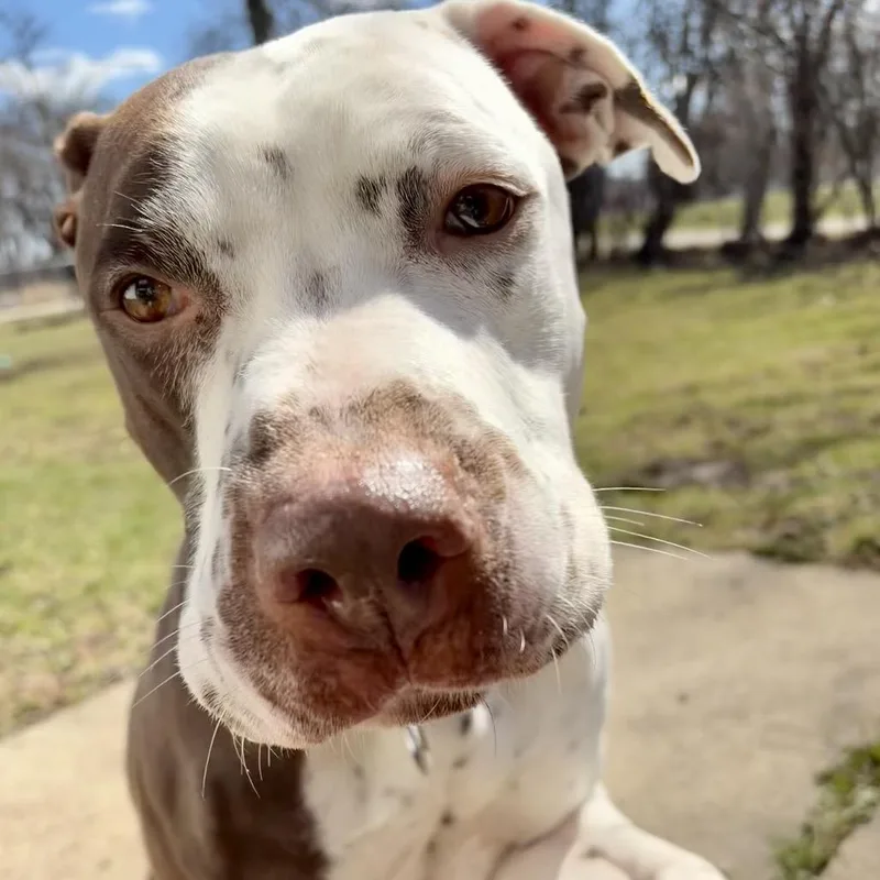 Harley Quinn thumbnail 4