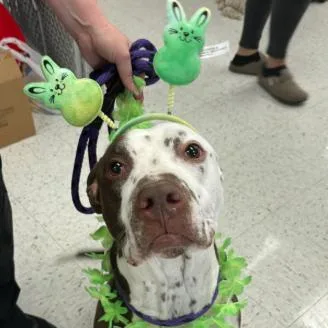 Harley Quinn thumbnail 5