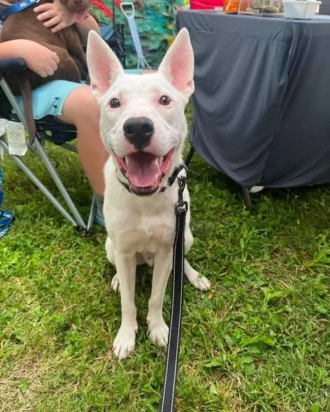 A baby medium-sized male Mixed Breed dog named Napoleon Dynamite for adoption in Lexington, KY