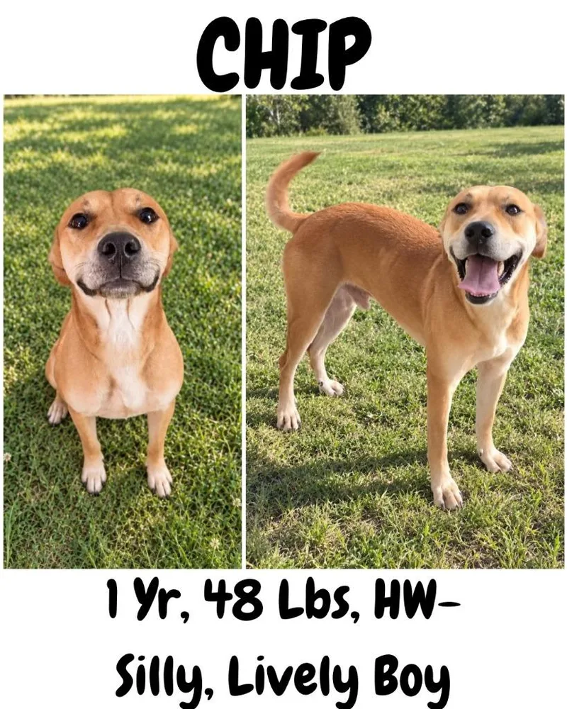 A young medium-sized male Carolina Dog dog named Chip for adoption in Albany, GA