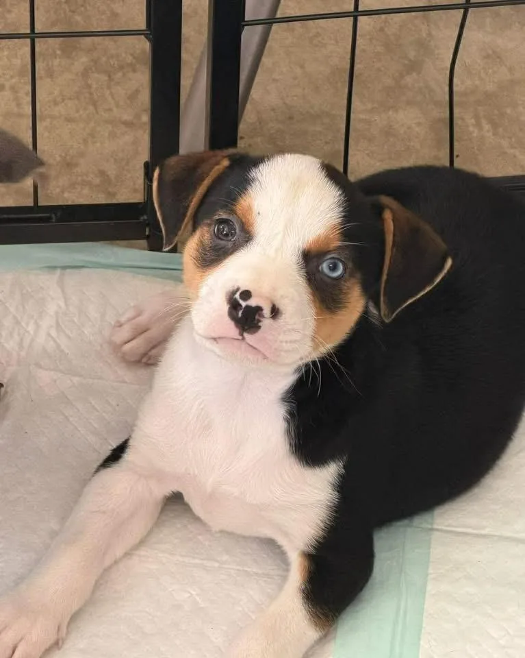 A baby medium-sized male Tricolor (Brown, Black, & White) Mixed Breed dog named Mozzy for adoption in Aberdeen, NC