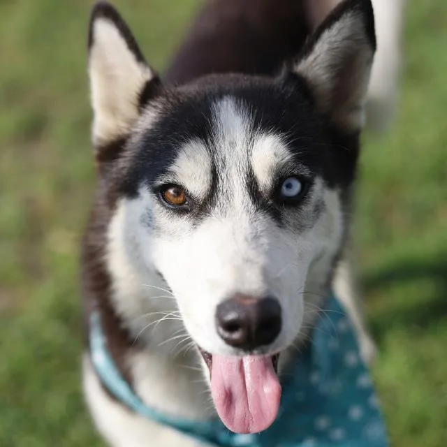 A young medium-sized female Husky dog named Akuma for adoption in San Antonio, TX