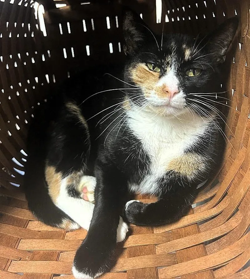 A young medium-sized female Tortoiseshell cat named Bella for adoption in Pottstown, PA