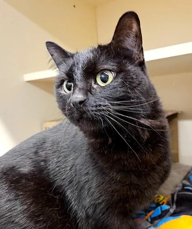 An adult medium-sized female Domestic Medium Hair cat named Softie Flower Snuggles for adoption in Bloomington, IN