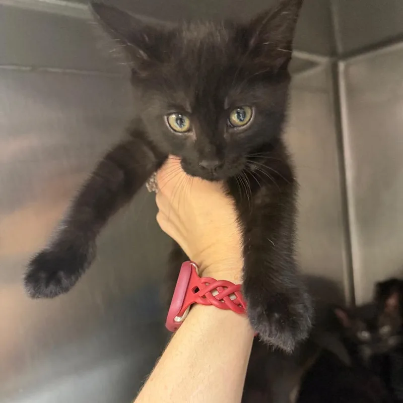 A baby small-sized female Black Domestic Short Hair cat named Cuddles for adoption in Port Charlotte, FL