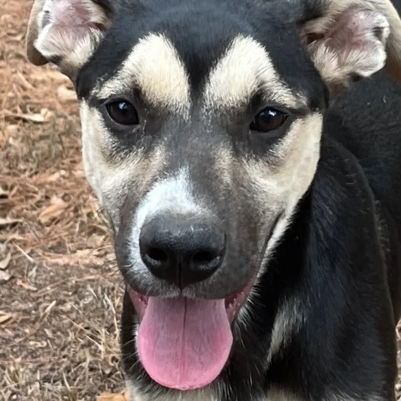 A baby medium-sized male Tricolor (Brown, Black, & White) Mixed Breed dog named Smudge for adoption in Magnolia, TX
