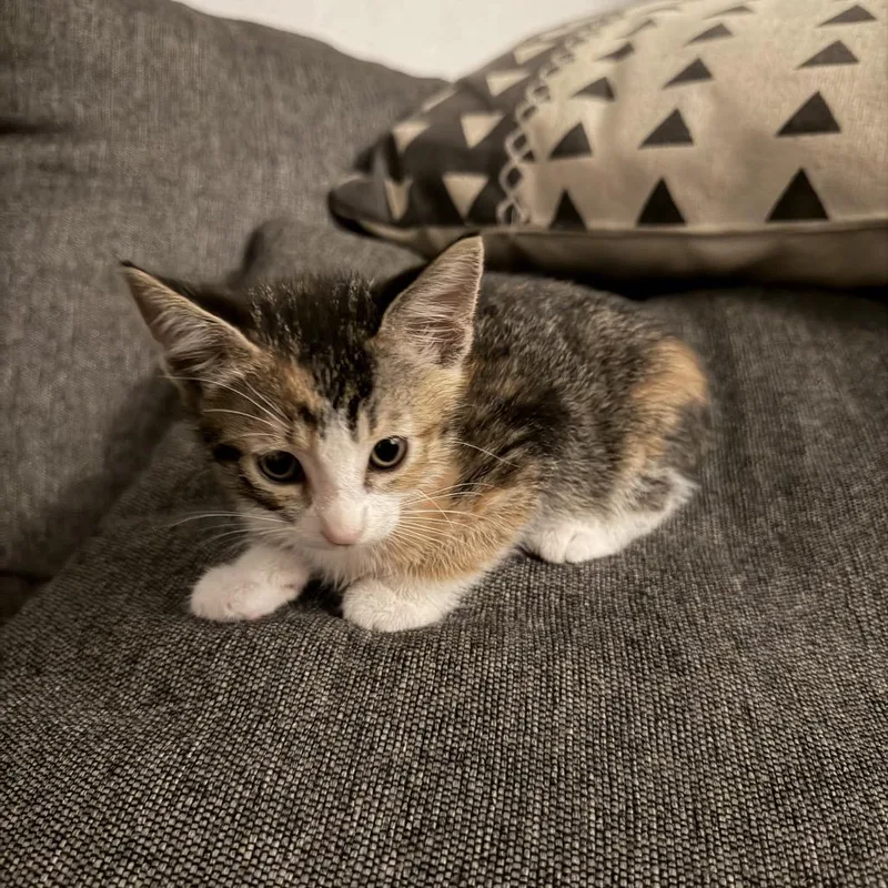 A baby small-sized female Calico Domestic Short Hair cat named Chia Costa Mesa Location for adoption in Chino Hills, CA