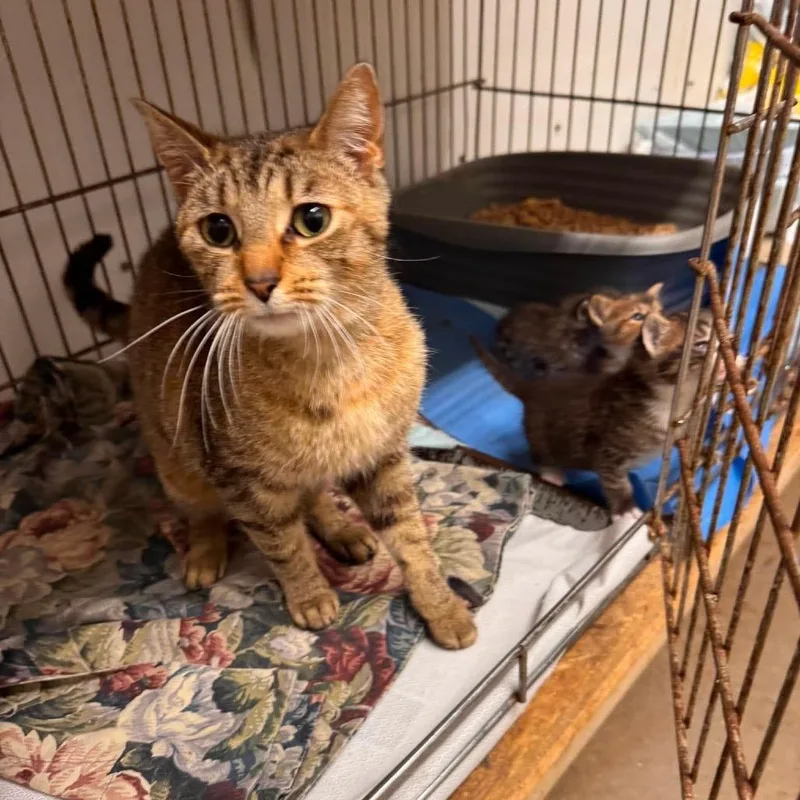 A young small-sized female Brown / Chocolate Domestic Short Hair cat named Holly for adoption in Chillicothe, IL