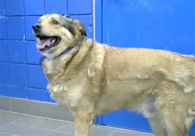 An adult medium-sized male German Shepherd Dog dog named Brock for adoption in Albuquerque, NM