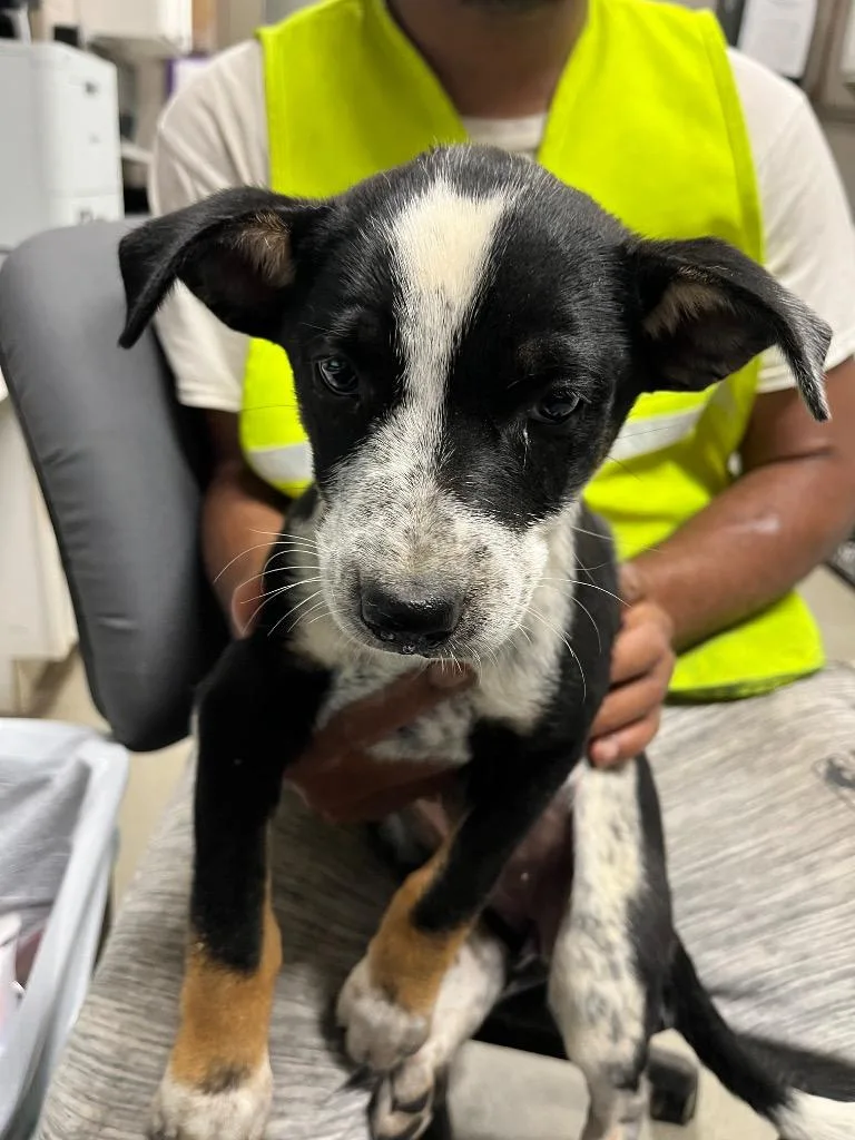 A baby medium-sized male Australian Cattle Dog / Blue Heeler dog named Moose for adoption in Hopkinsville, KY