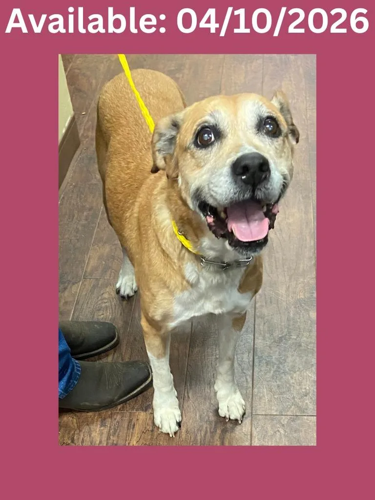 A senior medium-sized female Labrador Retriever dog named Dog Kennel Cleopatra for adoption in Greenville, TX