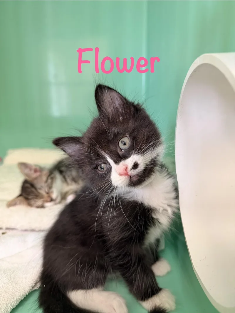 A baby medium-sized female Black & White / Tuxedo Tuxedo cat named Flower for adoption in Crescent City, CA