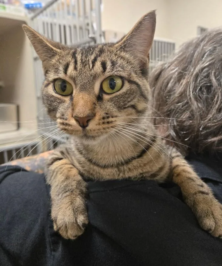 An adult medium-sized female Tabby (Brown / Chocolate) Tabby cat named Vitani for adoption in New Rochelle, NY