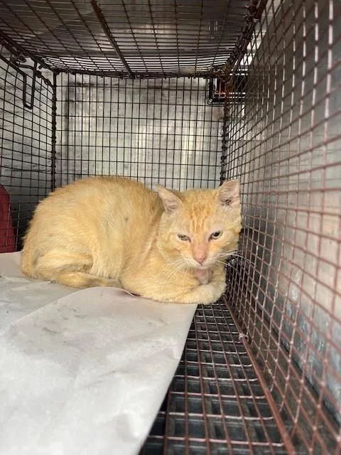 A senior medium-sized male Domestic Short Hair cat named Garfield for adoption in Miami, FL