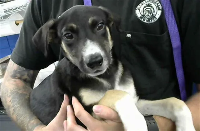 A baby small-sized male Labrador Retriever dog named Enzo for adoption in Albuquerque, NM