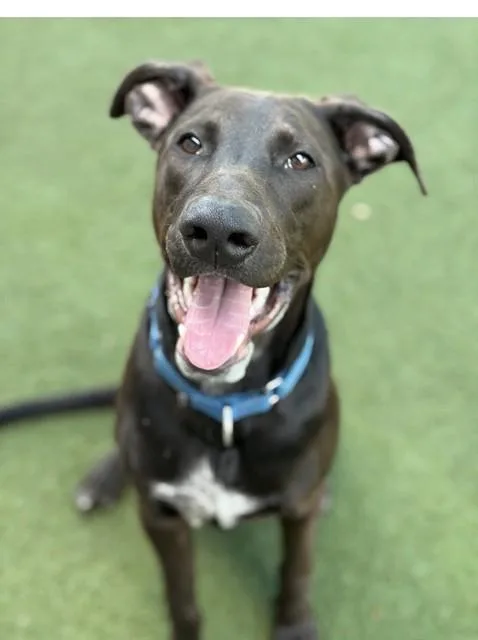 A young large-sized male Mixed Breed dog named Alejandro for adoption in Dallas, TX