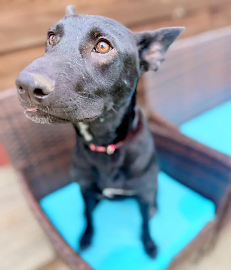 Layla  Playful Pup thumbnail 4