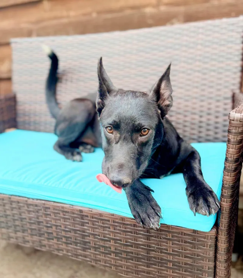 Layla  Playful Pup thumbnail 5