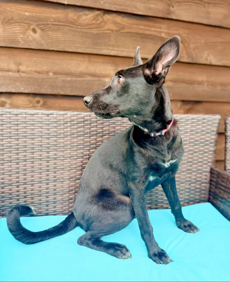 Layla  Playful Pup thumbnail 6