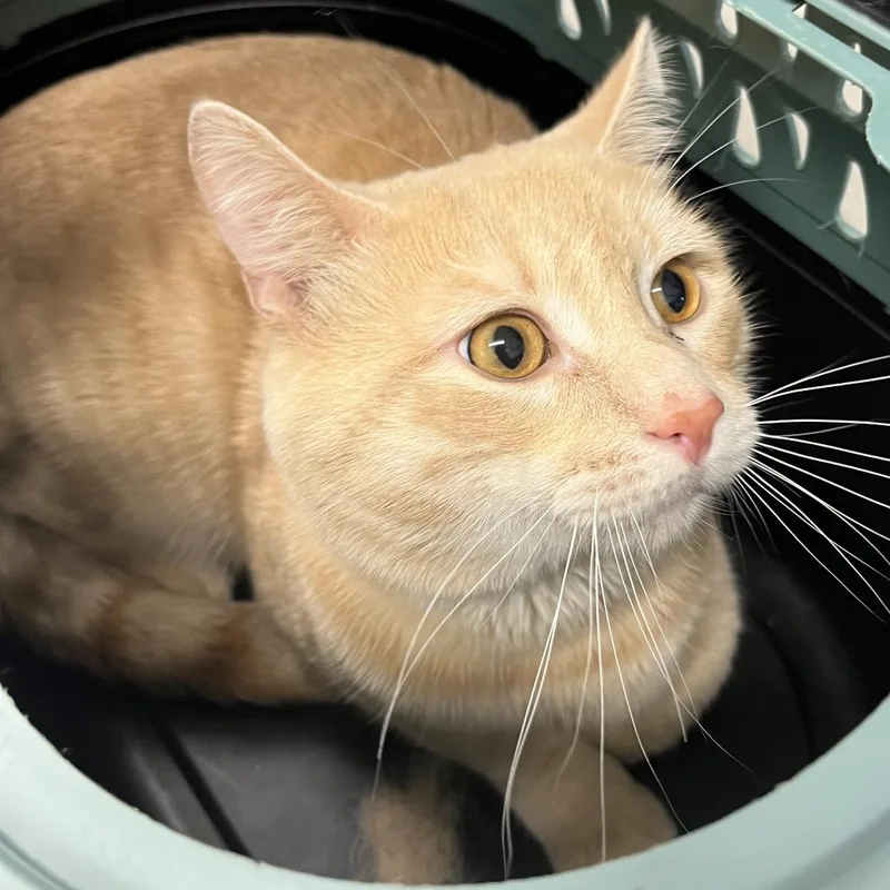 An adult large-sized male Buff / Tan / Fawn Domestic Short Hair cat named Lightning Mcqueen for adoption in Oak Park, IL