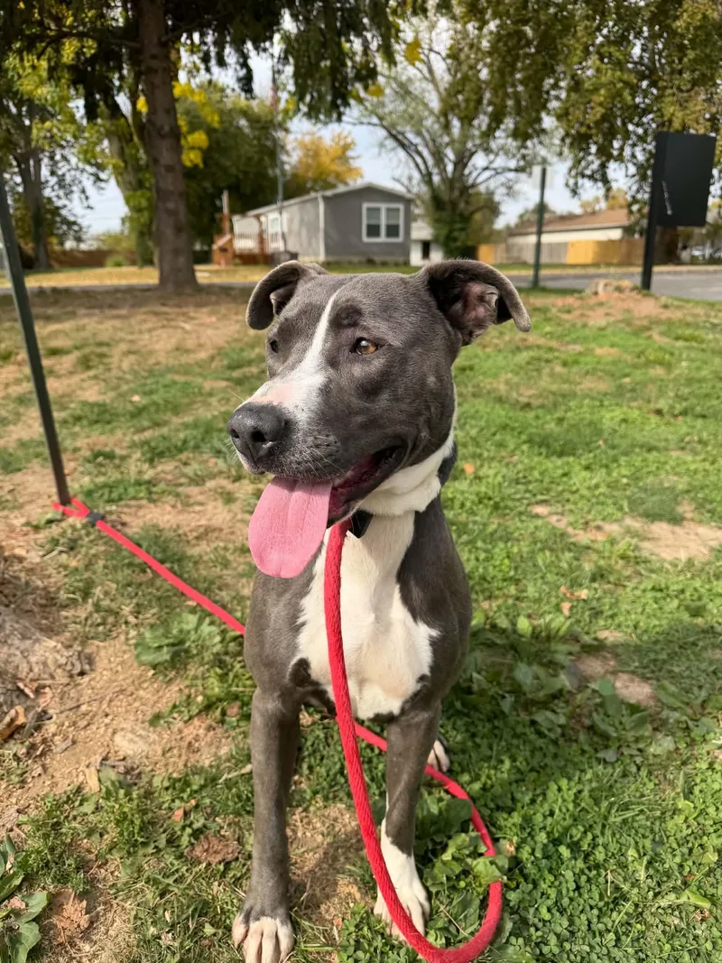 An adult medium-sized female Gray / Blue / Silver Pit Bull Terrier dog named Ivy for adoption in Springfield, IL