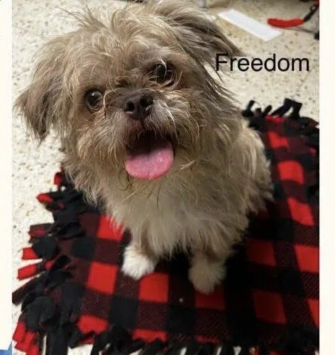 A young small-sized female Apricot / Beige Brussels Griffon dog named Freedom for adoption in Broken Arrow, OK