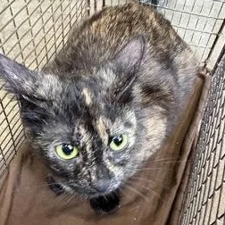 An adult large-sized female Black Domestic Short Hair cat named Gnocchi for adoption in Rapid City, SD