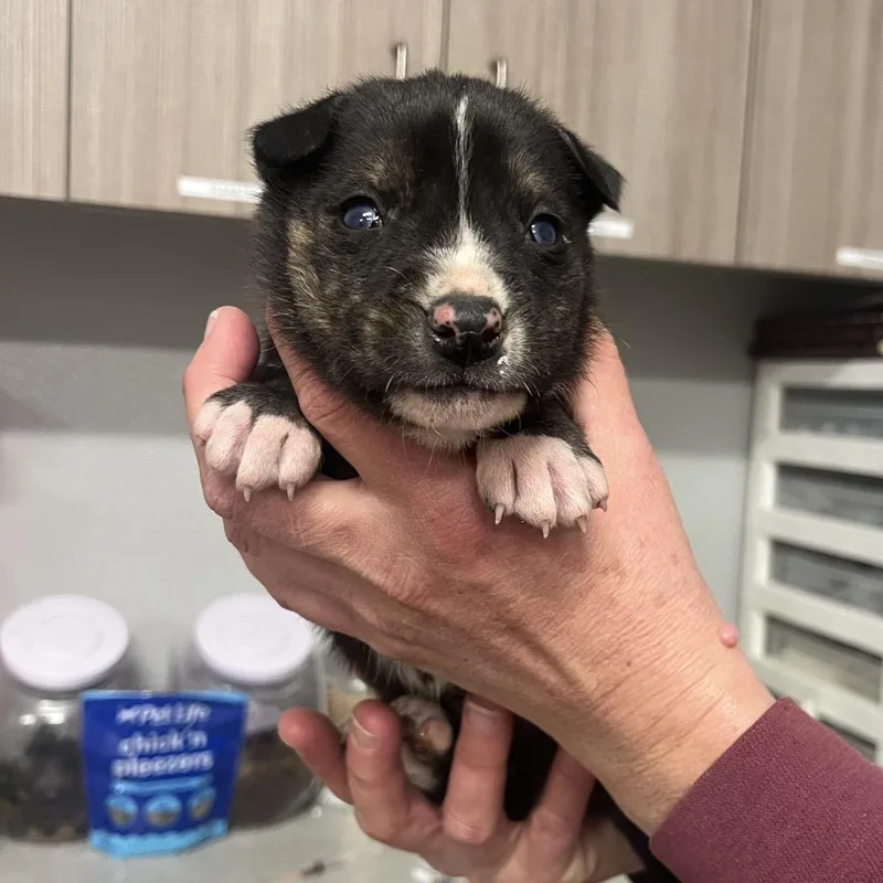 A young medium-sized female Shepherd dog named S'mores aka Narley for adoption in Horn Lake, MS