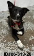 An adult medium-sized male Border Collie dog named Onyx for adoption in Largo, FL