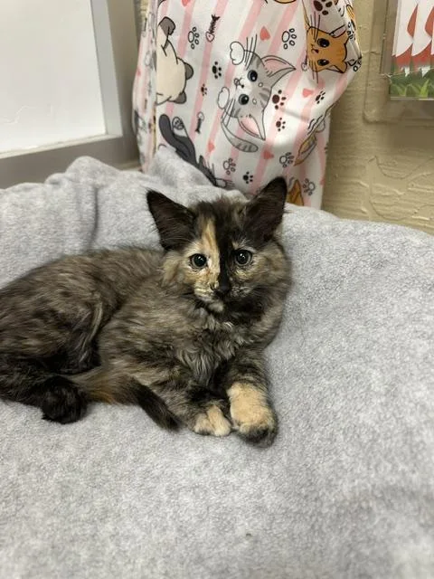 A baby small-sized female Tortoiseshell cat named Rose for adoption in Parlier, CA