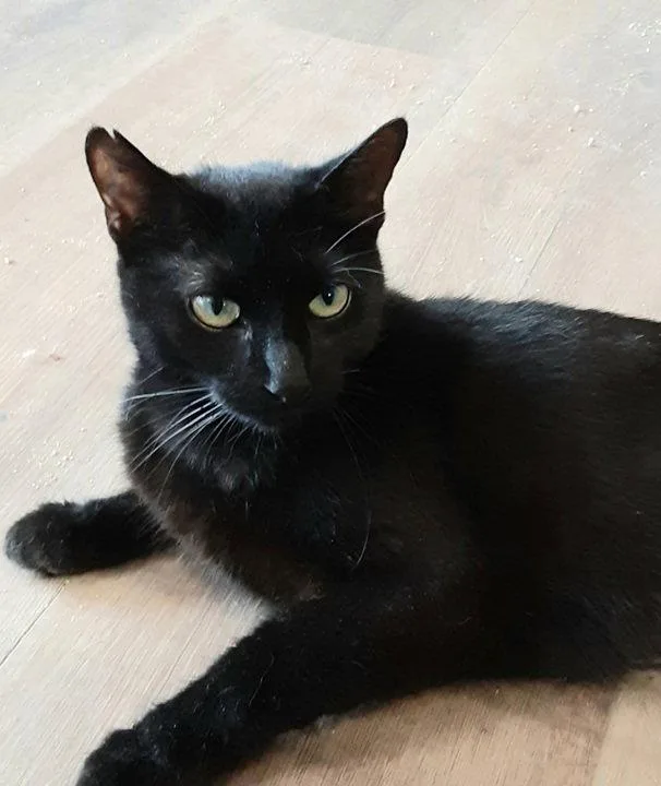 A young medium-sized female Black Domestic Short Hair cat named Maggie for adoption in Massapequa, NY