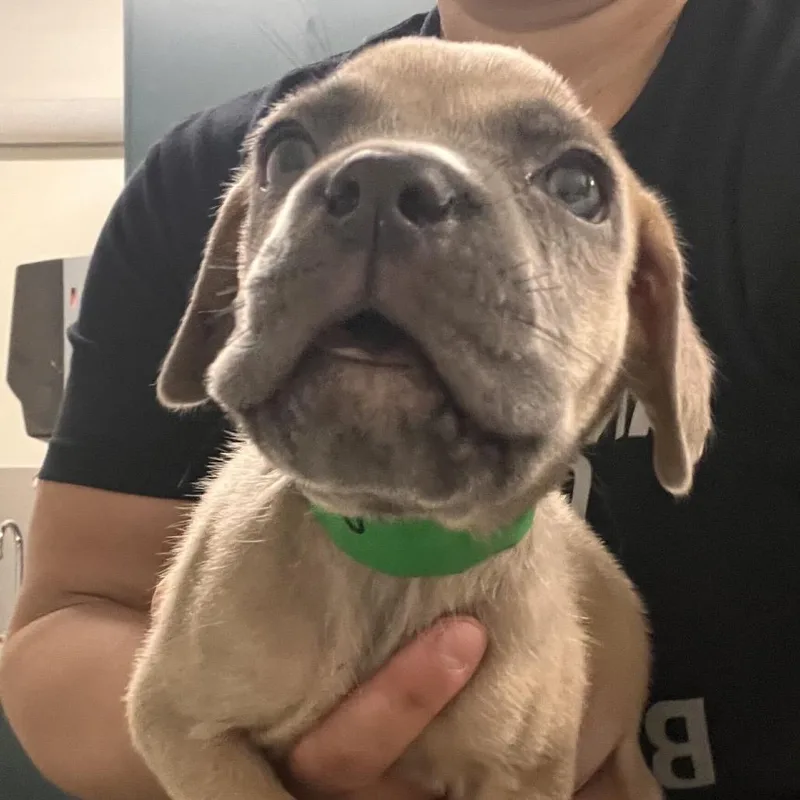 A baby small-sized male Yellow / Tan / Blond / Fawn Cane Corso dog named Torrone for adoption in Los Angeles, CA