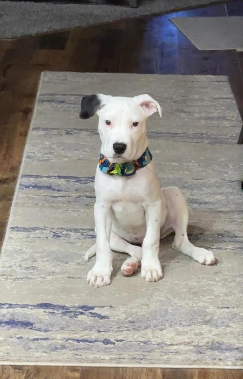 A baby medium-sized male White / Cream Pit Bull Terrier dog named Marco for adoption in Longmont, CO