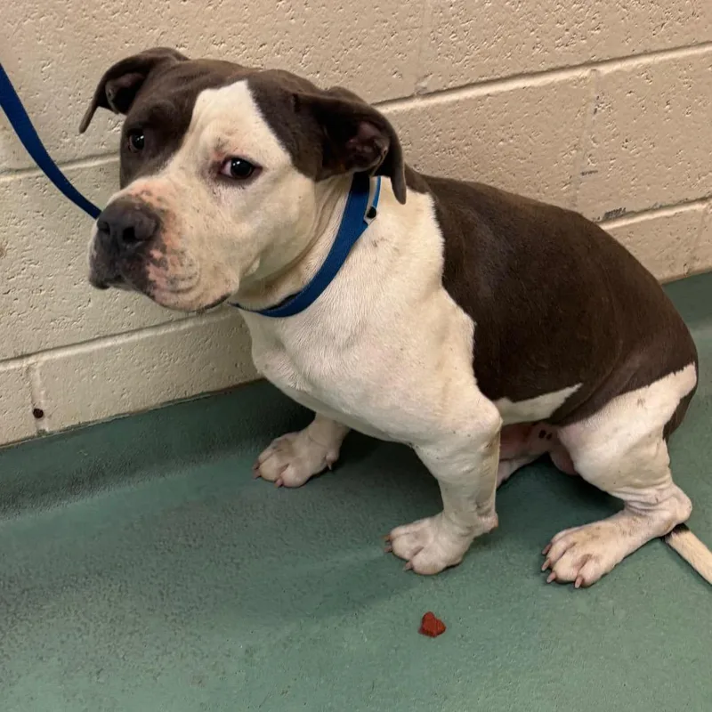 An adult medium-sized male White / Cream Mixed Breed dog named Ceasar for adoption in Memphis, TN