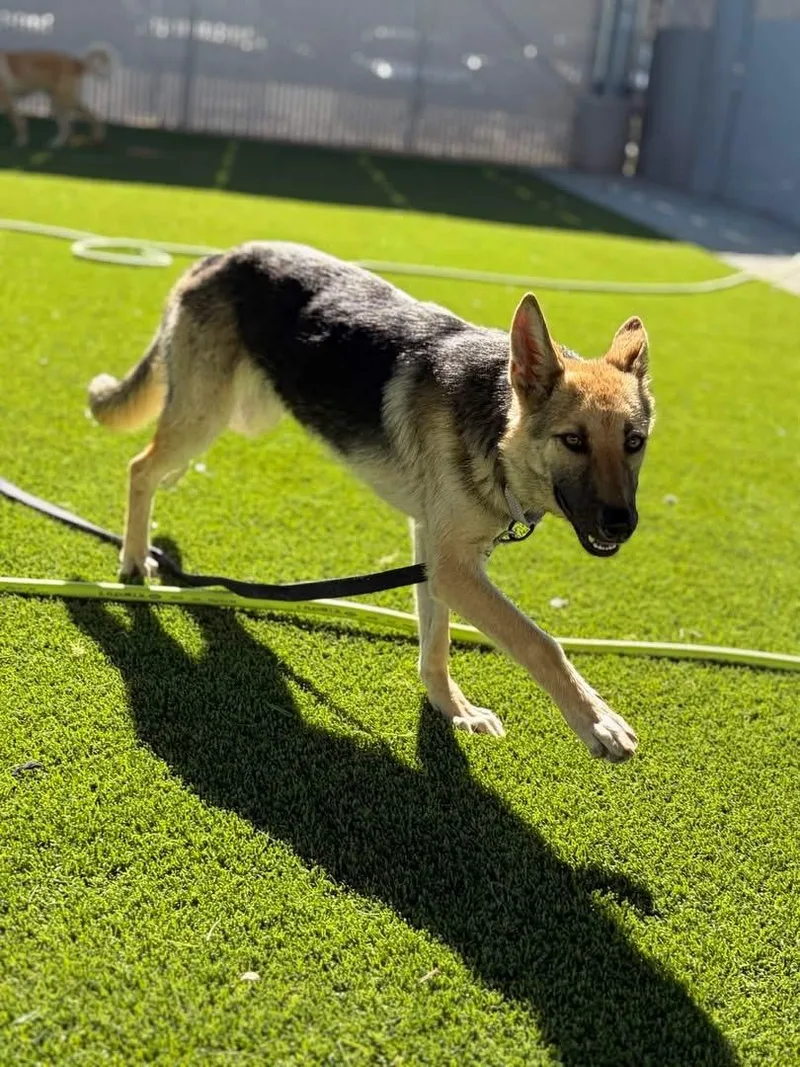 A young medium-sized female German Shepherd Dog dog named Sahara for adoption in Jefferson City, MO