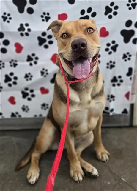A young large-sized female Mixed Breed dog named Cali for adoption in Dallas, TX