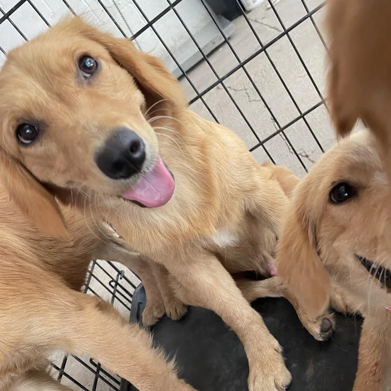 A young small-sized male Golden Retriever dog named Coco for adoption in Edinburg, TX