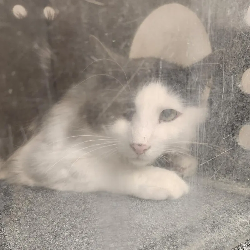 An adult medium-sized male Gray / Blue / Silver Domestic Medium Hair cat named Snoops for adoption in Reno, NV