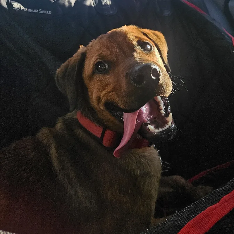 Finnegan