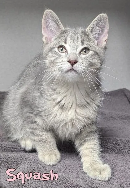 A baby small-sized male Domestic Short Hair cat named Squash for adoption in Mason, MI