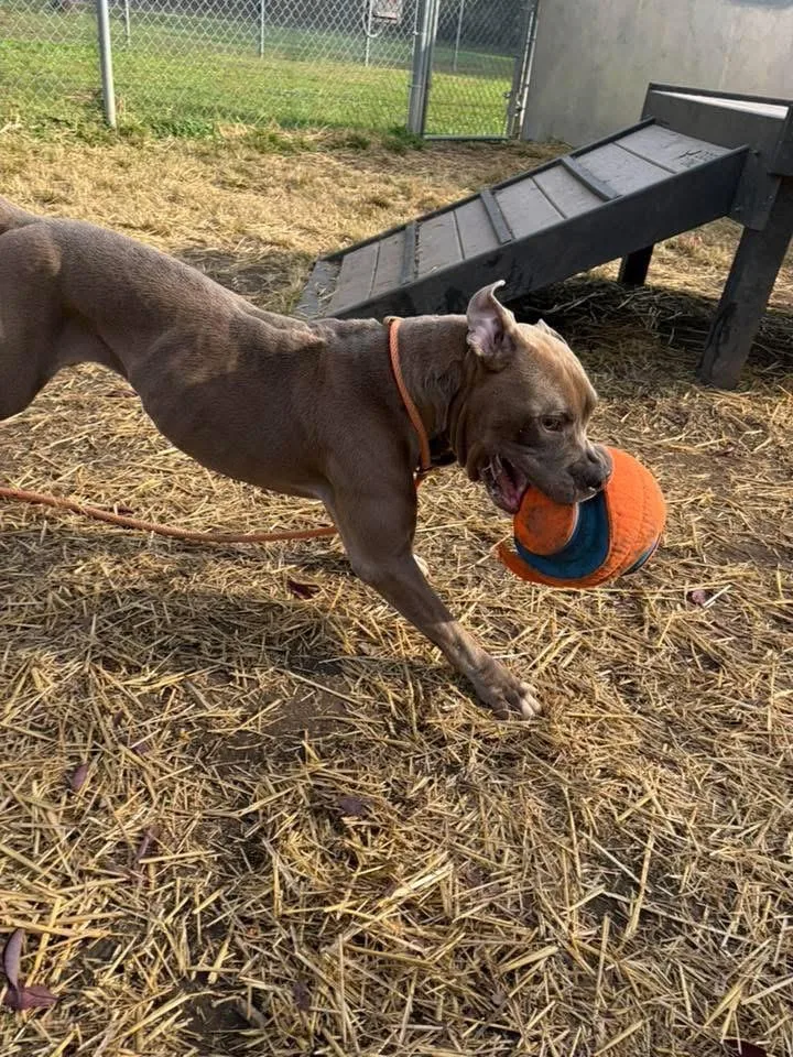 An adult medium-sized male Gray / Blue / Silver Pit Bull Terrier dog named Dominic for adoption in Chicago, IL