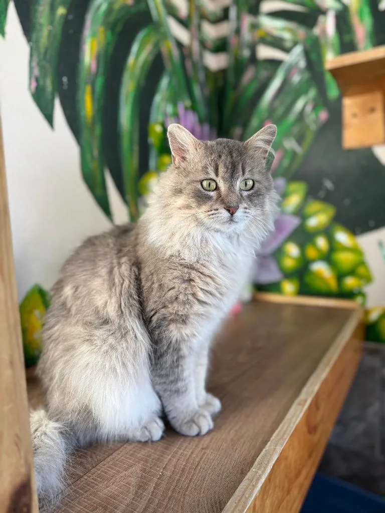An adult medium-sized male Tabby (Gray / Blue / Silver) Domestic Long Hair cat named Bryer for adoption in Tomah, WI