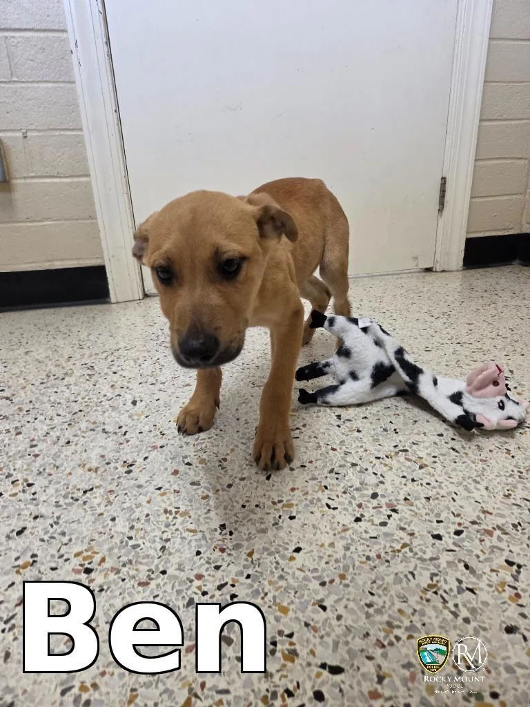 A baby medium-sized male Pit Bull Terrier dog named Ben for adoption in Rocky Mount, NC