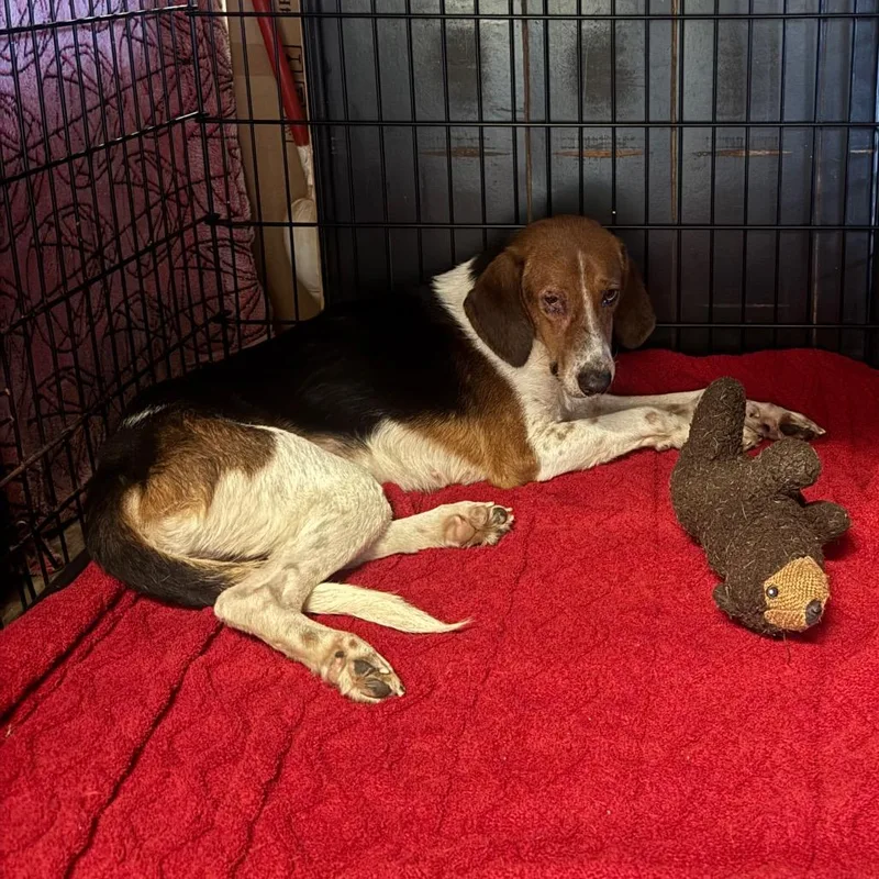 An adult medium-sized male Black Treeing Walker Coonhound dog named Arlo for adoption in Hinesville, GA