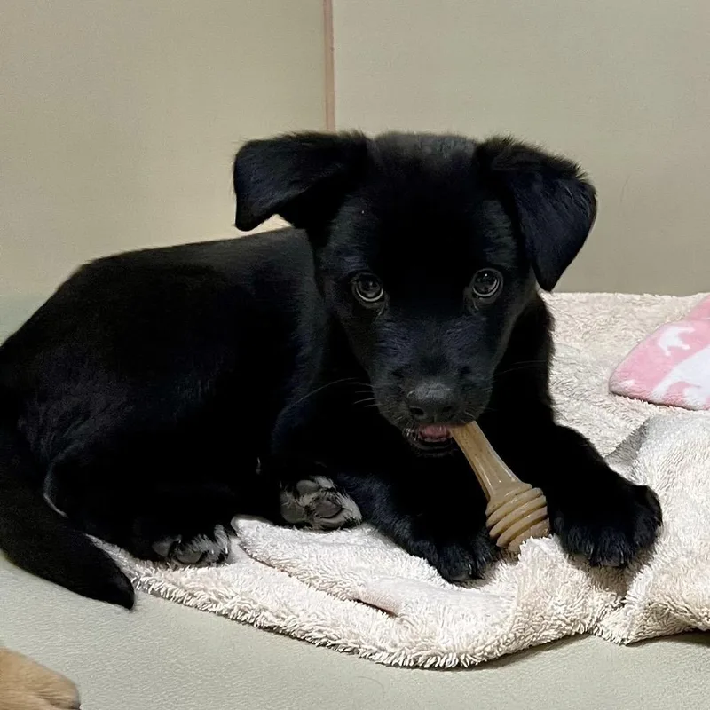 A baby medium-sized female Black Shepherd dog named Galia for adoption in Las Vegas, NV